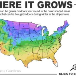 American Elderberry (Sambucus Nigra Canadensis) - 6 Pack Of 1 Gallon Pots -Deals Gleam Arbor Store 3a 9b 2