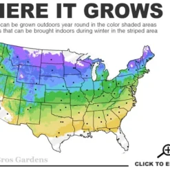 Ribbon Candy Swamp Azalea (Rhododendron Viscosum) - 3 Gallon Pot 8 Ribbon Candy Swamp Azalea (Rhododendron Viscosum) - 3 Gallon Pot -Deals Gleam Arbor Store 4a 8b 27