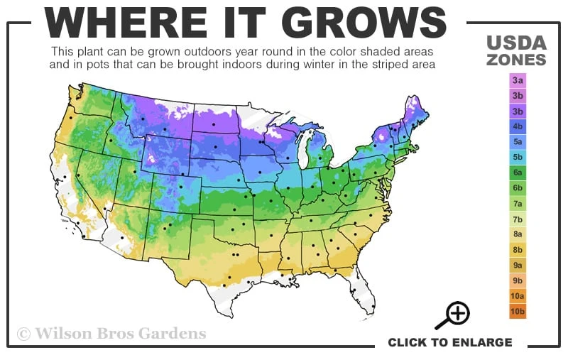 Ribbon Candy Swamp Azalea (Rhododendron Viscosum) - 3 Gallon Pot 3 Ribbon Candy Swamp Azalea (Rhododendron Viscosum) - 3 Gallon Pot - Image 3