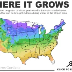 Arctic Emerald Columnar Boxwood - 6 Pack Of 1 Gallon Pots 9 Arctic Emerald Columnar Boxwood - 6 Pack Of 1 Gallon Pots -Deals Gleam Arbor Store 4a 9b 12