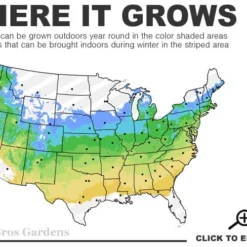 Stewartstonian Azalea - 3 Gallon Pot 11 Stewartstonian Azalea - 3 Gallon Pot -Deals Gleam Arbor Store 5a 8b 25