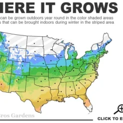 Little Missy Dwarf Boxwood - 1 Gallon Pot 8 Little Missy Dwarf Boxwood - 1 Gallon Pot -Deals Gleam Arbor Store 5a 9b 28