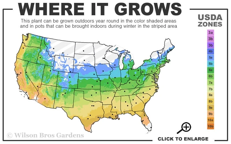 Little Missy Dwarf Boxwood - 1 Gallon Pot 3 Little Missy Dwarf Boxwood - 1 Gallon Pot - Image 3