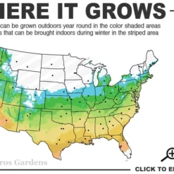 Shadow Sentry Pyramidal Boxwood - 3 Gallon Pot 7 Shadow Sentry Pyramidal Boxwood - 3 Gallon Pot -Deals Gleam Arbor Store 5b 9b 2