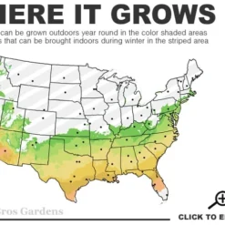 Astronaut Azalea - 2.5 Quart Pot 8 Astronaut Azalea - 2.5 Quart Pot -Deals Gleam Arbor Store 6B 9b 1