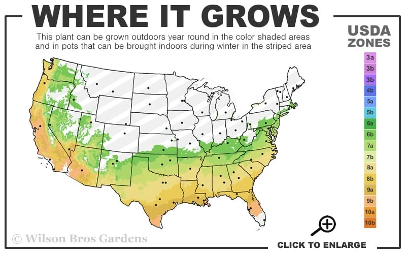 Astronaut Azalea - 2.5 Quart Pot 3 Astronaut Azalea - 2.5 Quart Pot - Image 3