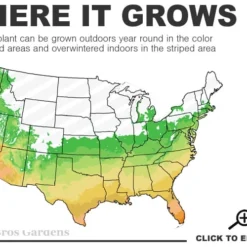 Winter's Waterlily Cold Hardy Camellia - 1 Gallon Pot 5 Winter's Waterlily Cold Hardy Camellia - 1 Gallon Pot -Deals Gleam Arbor Store 6a 10b 1