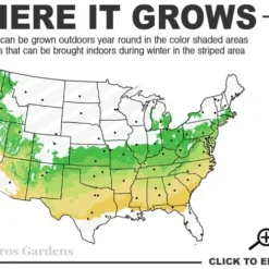 Justin Brouwers Dwarf Boxwood - 1 Gallon Pot 7 Justin Brouwers Dwarf Boxwood - 1 Gallon Pot -Deals Gleam Arbor Store 6a 8b 2