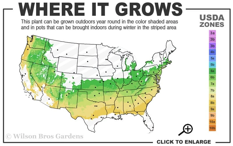 Justin Brouwers Dwarf Boxwood - 6 Pack Of 1 Gallon Pots 3 Justin Brouwers Dwarf Boxwood - 6 Pack Of 1 Gallon Pots - Image 3