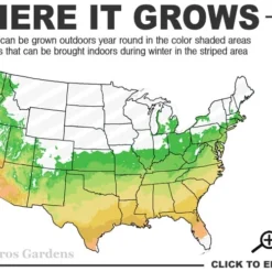 Orange Marmalade Native Azalea - 3 Gallon Pot 6 Orange Marmalade Native Azalea - 3 Gallon Pot -Deals Gleam Arbor Store 6a 9b 44