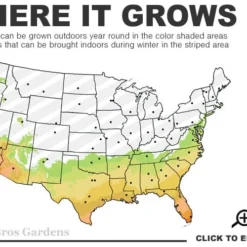 Jerry Hill Pink Camellia - 3 Gallon Pot 6 Jerry Hill Pink Camellia - 3 Gallon Pot -Deals Gleam Arbor Store 7a 10b 25