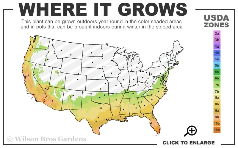Marie Bracey Camellia Japonica - 3 Gallon Pot 3 Marie Bracey Camellia Japonica - 3 Gallon Pot - Image 3