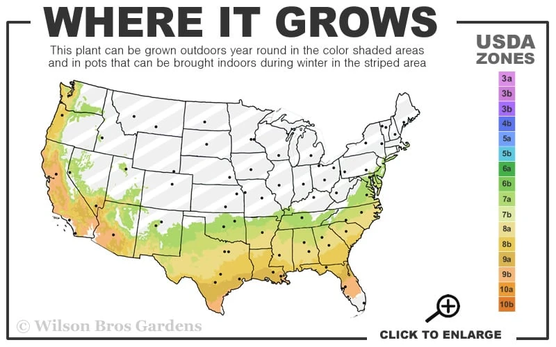 Gunsmoke Camellia Japonica - 3 Gallon Pot 3 Gunsmoke Camellia Japonica - 3 Gallon Pot - Image 3