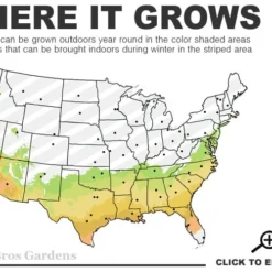 Goggy Camellia Japonica - 1 Gallon Pot 6 Goggy Camellia Japonica - 1 Gallon Pot -Deals Gleam Arbor Store 7a 9b 34