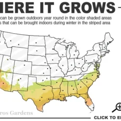 Dorothy Zerkowski Camellia Japonica - 3 Gallon Pot 5 Dorothy Zerkowski Camellia Japonica - 3 Gallon Pot -Deals Gleam Arbor Store 7b 9b 1