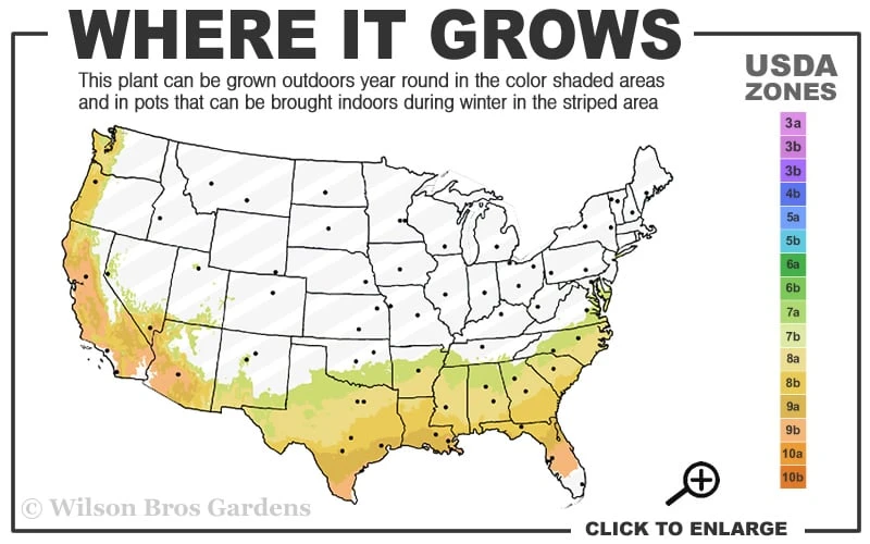 Dorothy Zerkowski Camellia Japonica - 3 Gallon Pot 3 Dorothy Zerkowski Camellia Japonica - 3 Gallon Pot - Image 3