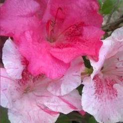 Conversation Piece Azalea - 1 Gallon Pot 9 Conversation Piece Azalea - 1 Gallon Pot -Deals Gleam Arbor Store Azalea Conversation Piece 10