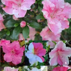 Conversation Piece Azalea - 1 Gallon Pot 8 Conversation Piece Azalea - 1 Gallon Pot -Deals Gleam Arbor Store Azalea Conversation Piece 2 500x750 1