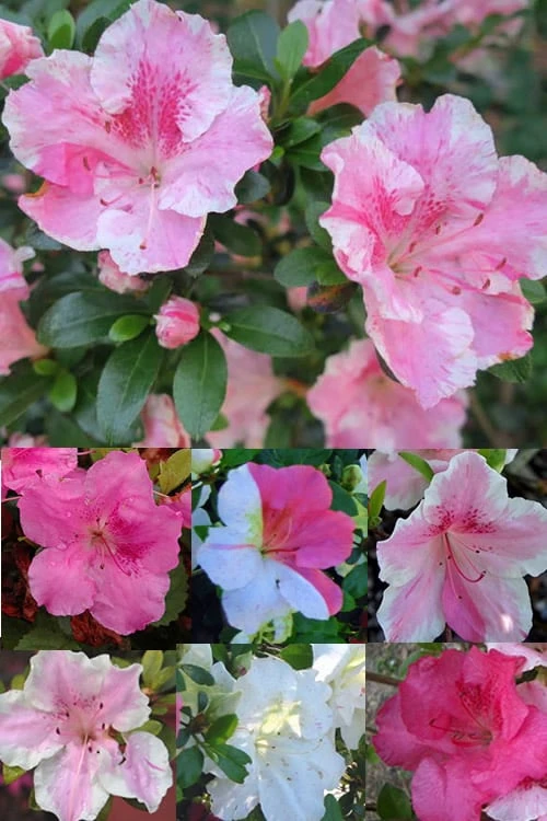 Conversation Piece Azalea - 1 Gallon Pot 4 Conversation Piece Azalea - 1 Gallon Pot - Image 4