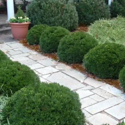 Justin Brouwers Dwarf Boxwood - 1 Gallon Pot 8 Justin Brouwers Dwarf Boxwood - 1 Gallon Pot -Deals Gleam Arbor Store Boxwood Justin Brouwers In Landscape