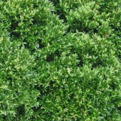 Justin Brouwers Dwarf Boxwood - 1 Gallon Pot 9 Justin Brouwers Dwarf Boxwood - 1 Gallon Pot -Deals Gleam Arbor Store Boxwood Justin Brouwers Leaves