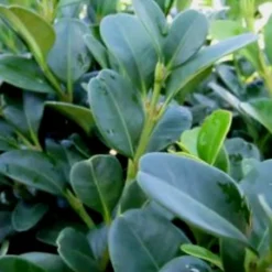 Shadow Sentry Pyramidal Boxwood - 3 Gallon Pot 9 Shadow Sentry Pyramidal Boxwood - 3 Gallon Pot -Deals Gleam Arbor Store Boxwood Shadow Sentry 1