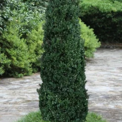 Shadow Sentry Pyramidal Boxwood - 3 Gallon Pot