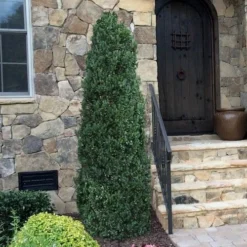 Shadow Sentry Pyramidal Boxwood - 3 Gallon Pot 8 Shadow Sentry Pyramidal Boxwood - 3 Gallon Pot -Deals Gleam Arbor Store Boxwood Shadow Sentry 3