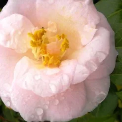 April Blush Cold Hardy Pink Camellia - 3 Gallon Pot