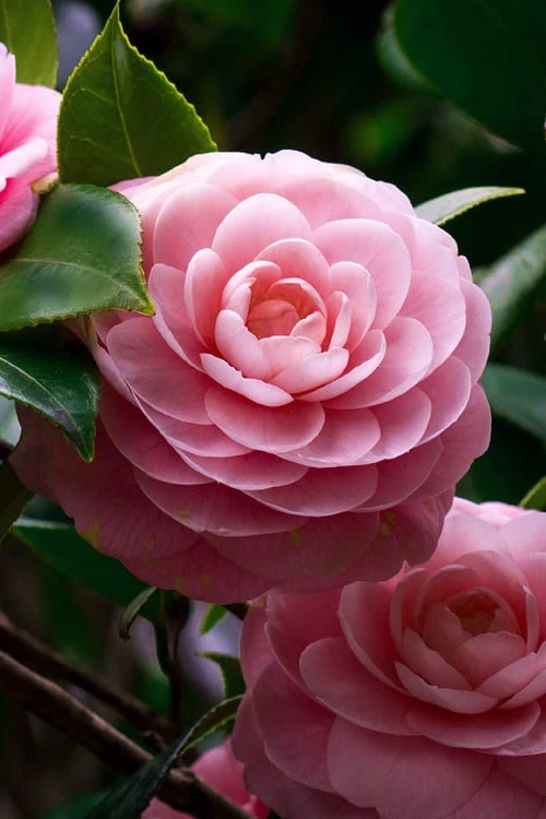 April Pink Cold Hardy Camellia Japonica - 1 Gallon Pot 1 April Pink Cold Hardy Camellia Japonica - 1 Gallon Pot