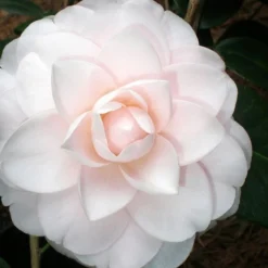 Goggy Camellia Japonica - 1 Gallon Pot 7 Goggy Camellia Japonica - 1 Gallon Pot -Deals Gleam Arbor Store Camellia Goggy 3