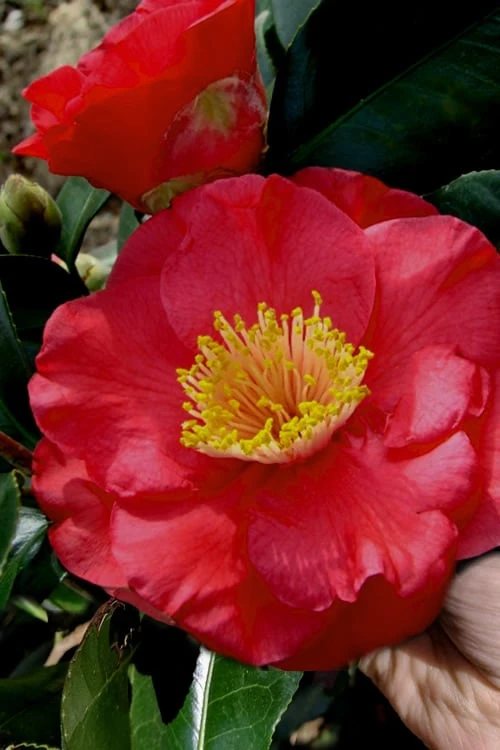 Gunsmoke Camellia Japonica - 3 Gallon Pot 1 Gunsmoke Camellia Japonica - 3 Gallon Pot