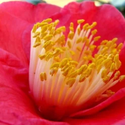 Gunsmoke Camellia Japonica - 3 Gallon Pot 7 Gunsmoke Camellia Japonica - 3 Gallon Pot -Deals Gleam Arbor Store Camellia Gunsmoke Closeup Flower 3