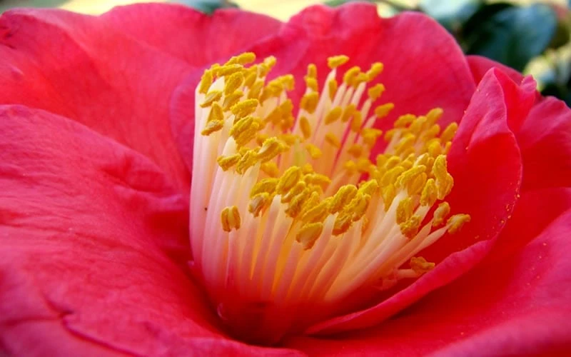 Gunsmoke Camellia Japonica - 3 Gallon Pot 4 Gunsmoke Camellia Japonica - 3 Gallon Pot - Image 4