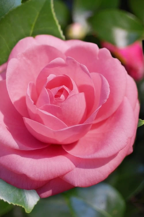 Jerry Hill Pink Camellia - 3 Gallon Pot 1 Jerry Hill Pink Camellia - 3 Gallon Pot