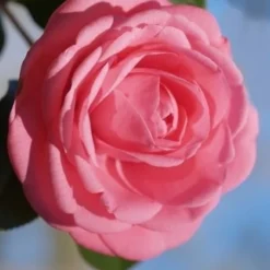 Jerry Hill Pink Camellia - 3 Gallon Pot 7 Jerry Hill Pink Camellia - 3 Gallon Pot -Deals Gleam Arbor Store Camellia Jerry Hill 2