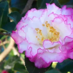 October Magic Inspiration Camellia - 2 Gallon Pot 9 October Magic Inspiration Camellia - 2 Gallon Pot -Deals Gleam Arbor Store Camellia October Magic Inspiration Flower Closeup 1