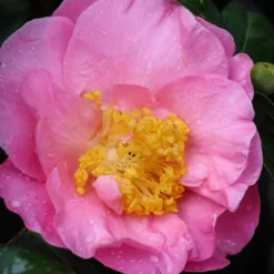Autumn Pink Icicle Cold Hardy Camellia - 3 Gallon Pot 9 Autumn Pink Icicle Cold Hardy Camellia - 3 Gallon Pot -Deals Gleam Arbor Store Camellia Pink Icicle 20
