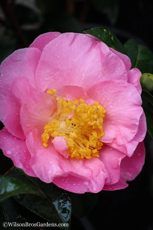 Autumn Pink Icicle Cold Hardy Camellia - 3 Gallon Pot 4 Autumn Pink Icicle Cold Hardy Camellia - 3 Gallon Pot - Image 4