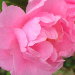 Autumn Pink Icicle Cold Hardy Camellia - 3 Gallon Pot 10 Autumn Pink Icicle Cold Hardy Camellia - 3 Gallon Pot -Deals Gleam Arbor Store Camellia Pink Icicle 6