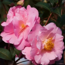 Autumn Pink Icicle Cold Hardy Camellia - 3 Gallon Pot 11 Autumn Pink Icicle Cold Hardy Camellia - 3 Gallon Pot -Deals Gleam Arbor Store Camellia Pink Icicle JW 1