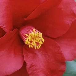 Royal Velvet Red Camellia Japonica - 3 Gallon Pot 9 Royal Velvet Red Camellia Japonica - 3 Gallon Pot -Deals Gleam Arbor Store Camellia Royal Velvet 2