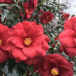 Royal Velvet Red Camellia Japonica - 3 Gallon Pot 8 Royal Velvet Red Camellia Japonica - 3 Gallon Pot -Deals Gleam Arbor Store Camellia Royal Velvet 3