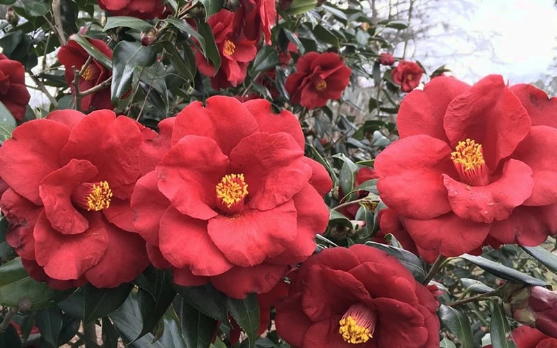 Royal Velvet Red Camellia Japonica - 3 Gallon Pot 4 Royal Velvet Red Camellia Japonica - 3 Gallon Pot - Image 4