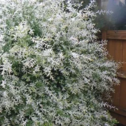 Variegated Dappled Willow Bush - Salix Integra 'Hakuro Nishiki' - 2 Gallon Pot