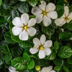 Diamond Spire Gardenia - 2 Gallon Pot 13 Diamond Spire Gardenia - 2 Gallon Pot -Deals Gleam Arbor Store Gardenia Diamond Spire 2