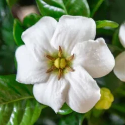 Diamond Spire Gardenia - 2 Gallon Pot 10 Diamond Spire Gardenia - 2 Gallon Pot -Deals Gleam Arbor Store Gardenia Diamond Spire 3