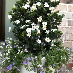 Diamond Spire Gardenia - 2 Gallon Pot 12 Diamond Spire Gardenia - 2 Gallon Pot -Deals Gleam Arbor Store Gardenia Diamond Spire 4