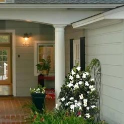 Diamond Spire Gardenia - 2 Gallon Pot 11 Diamond Spire Gardenia - 2 Gallon Pot -Deals Gleam Arbor Store Gardenia Diamond Spire 5