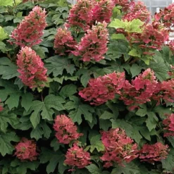Ruby Slippers Dwarf Oakleaf Hydrangea - 2 Gallon Pot